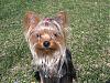 "Getting to know you" Yorkie Quiz!! :)-img_1770_2-small-.jpg
