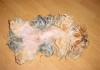 Baby Pic V.S. Most Recent Pic: Post Your Yorkie's Pic!! :D-dsc01048.jpg