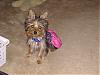 "Getting to know you" Yorkie Quiz!! :)-shylah-117.jpg