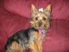 Baby Pic V.S. Most Recent Pic: Post Your Yorkie's Pic!! :D-mia-21-weeks-old.jpg