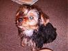 Today is Butch's 3 month B-day-butch-111506-017-25.jpg