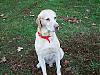 Today is Butch's 3 month B-day-shooter-111506-25.jpg