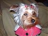 Is she pure Yorkie?-9-18-06-016-600-x-450-.jpg