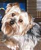 Is she pure Yorkie?-koko.jpg