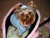 "Getting to know you" Yorkie Quiz!! :)-s29603096_31716829_5177.jpg