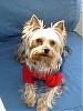 "Getting to know you" Yorkie Quiz!! :)-jaxon_nov5b.jpg