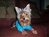 "Getting to know you" Yorkie Quiz!! :)-sweety.jpg