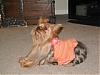 "Getting to know you" Yorkie Quiz!! :)-sundress13.jpg