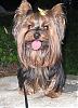 "Getting to know you" Yorkie Quiz!! :)-img_1770.jpg