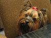 "Getting to know you" Yorkie Quiz!! :)-img_0032.jpg
