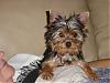 Have you ever met a yorkie cuter than yours?-photo-92.jpg