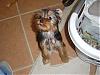 Have you ever met a yorkie cuter than yours?-photo-26.jpg