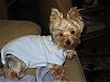 Chewy is home!-feeling-better-2.jpg