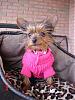 Question on possible 2nd yorkie?-clhoe_008_r1.jpg