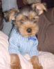 Baby Pic V.S. Most Recent Pic: Post Your Yorkie's Pic!! :D-toby-blue-sweater.jpg