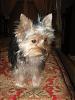 Have you ever met a yorkie cuter than yours?-img0001.jpg