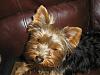 Have you ever met a yorkie cuter than yours?-tia-3.jpg