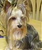 Have you ever met a yorkie cuter than yours?-dscn0227.jpg