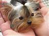 Have you ever met a yorkie cuter than yours?-emily3.jpg