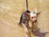 What vacations did your yorkies take?-pierce-after-his-swim-600-x-450-.jpg