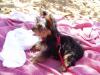 What vacations did your yorkies take?-mia-7-600-x-450-.jpg