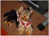 Baby Pic V.S. Most Recent Pic: Post Your Yorkie's Pic!! :D-cha41.jpg