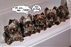 rubadubdub 9 yorkies in a tub-tubyorkies.jpg