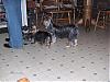 my girls had a new visitor yesterday-hpim0593.jpg