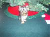 New Xmas Pics Of Peeka Come Check Them Out!!-s4010016c..jpg