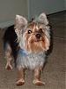 I Found a Great Groomer!-groomed-4.jpg