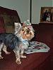 I Found a Great Groomer!-groomed-6.jpg