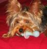 Baby Pic V.S. Most Recent Pic: Post Your Yorkie's Pic!! :D-bobo2.jpg