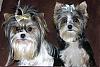 Parti Yorkies... Are these real!!!!!-6-halo-mojo-yorkietalk.jpg
