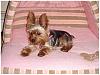 cute doggie bed-20061025005651l.jpg