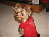 and yet more pictures of my dog!-christmas-sweater-005.jpg