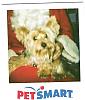 Santa, or Alien from Mars-taylor-pet-smart1-002.jpg