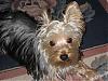 Lighter color or darker color yorkies?-chewy-hair-cut-2.jpg