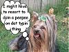 If your Yorkie could talk, what would they say?!?-bad-day-3.jpg