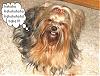 If your Yorkie could talk, what would they say?!?-pleeease.jpg