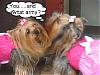 If your Yorkie could talk, what would they say?!?-armyimg_2565.jpg