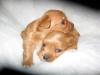 3 Week Old Red Puppy Litter Photos-4.jpg