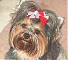 Pictures of yorkies with 2 hair bows?-chanel-after-groomer.jpg