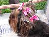Pictures of yorkies with 2 hair bows?-img_2550.jpg