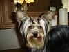 Pictures of yorkies with 2 hair bows?-hair-3.jpg