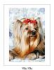 Pictures of yorkies with 2 hair bows?-cha976.jpg