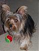 Yorkies are not winning.....-demented-surfie-389-x-506-.jpg
