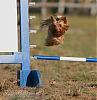 Agility Yorkie-agility2.jpg