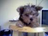 Baby Pic V.S. Most Recent Pic: Post Your Yorkie's Pic!! :D-diddy2.jpg