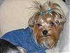 Pictures of yorkies with 2 hair bows?-just-my-josie.jpg