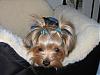 Pictures of yorkies with 2 hair bows?-oh-cute.jpg